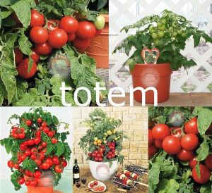 Saksılık domates tohumu üç çeşit bir arada set