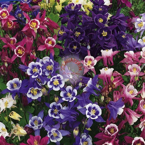 Bodur haseki küpesi tohumu columbine biedermeier mix aquilegia