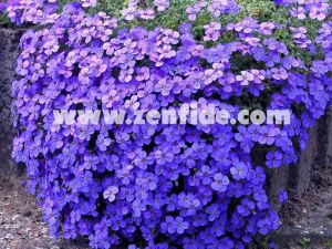 Mavi aubrieta çiçekli yer örtücü obrizya