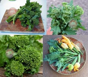 Erkenci brokoli tohumu early fall rapini