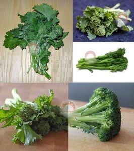 Erkenci brokoli tohumu early fall rapini