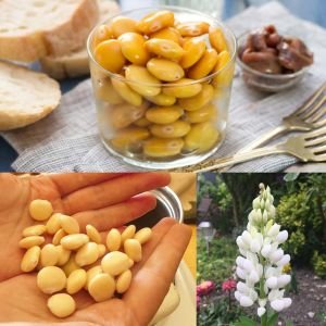 Acı Bakla Termiye tohumu Lupinus albus L. yahudi baklası