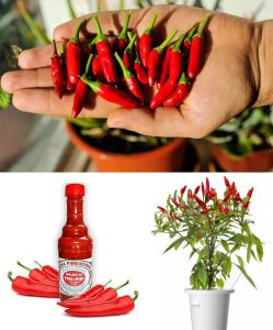 Piri Piri Chili biberi tohumu capsicum baccatum