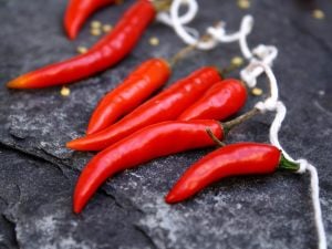 Piri Piri Chili biberi tohumu capsicum baccatum