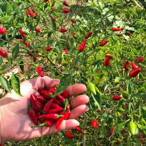 Piri Piri Chili biberi tohumu capsicum baccatum