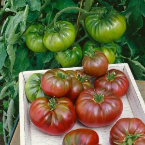 Mor kalabash domates tohumu doğal purple calabash tomato seeds