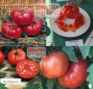 Dutchman domates tohumu 20 adet tohum dutchman tomato