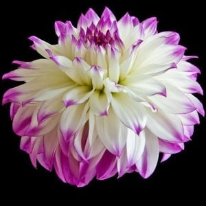 Ferncliff illusion dahlia yıldız çiçeği soğanı XXL dinnerplate ithal dalya