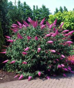 Pembe kelebek çalısı buddleja davidii summer bird rose