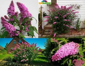 Pembe kelebek çalısı buddleja davidii summer bird rose