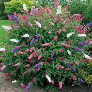 Pembe kelebek çalısı buddleja davidii summer bird rose