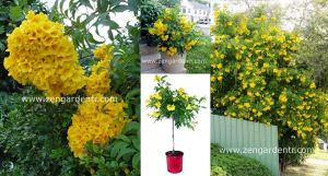 Tecoma stans tohumu sarı trompet çiçekli süs bitkisi