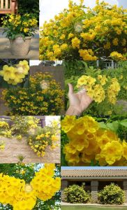 Tecoma stans tohumu sarı trompet çiçekli süs bitkisi