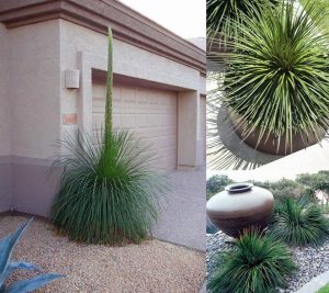 Agave geminiflora tohumu twin flower agav