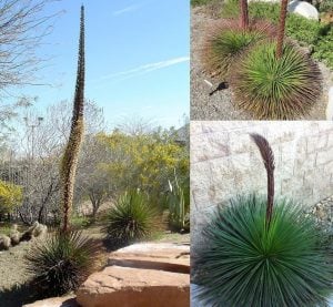 Agave geminiflora tohumu twin flower agav