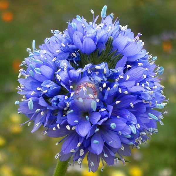Mavi gilia capitata tohumu top çiçekli gilya