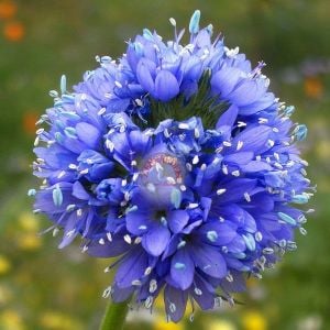 Mavi gilia capitata tohumu top çiçekli gilya