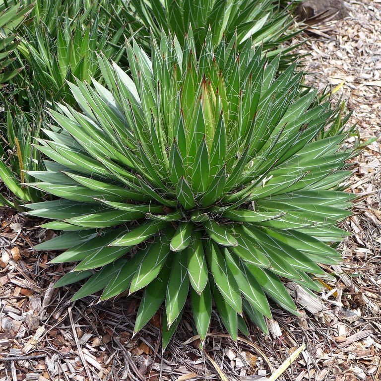 Agave filifera tohumu agav bitkisi