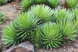 Agave filifera tohumu agav bitkisi