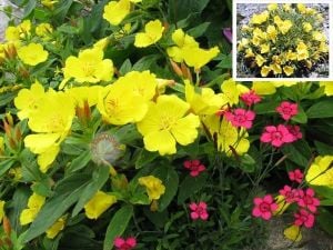 Sarı ezan çiçeği tohumu oenothera evening primrose bodur ve yayılıcı