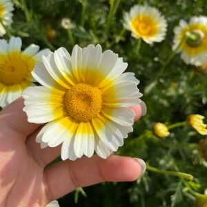 Garland taç papatyası tohumu chrysanthemum coronarium