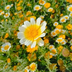 Garland taç papatyası tohumu chrysanthemum coronarium