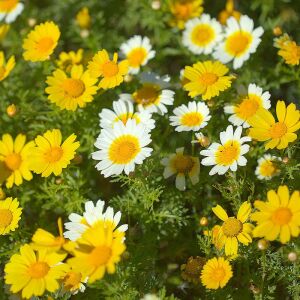 Garland taç papatyası tohumu chrysanthemum coronarium