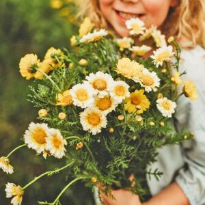 Garland taç papatyası tohumu chrysanthemum coronarium