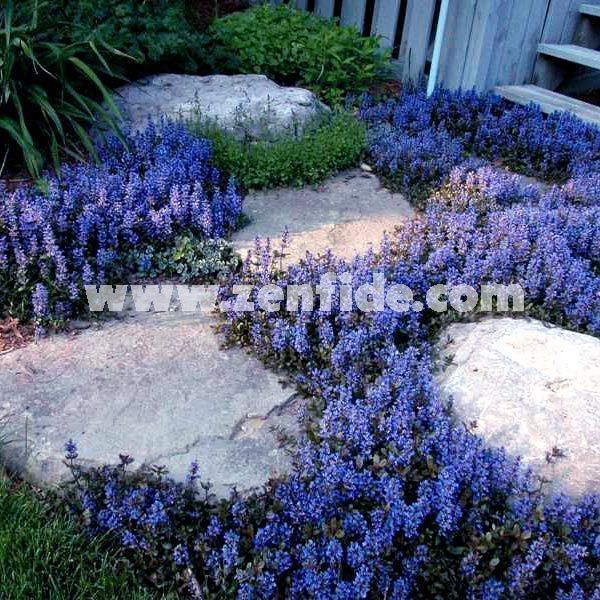 Ajuga reptans black scallop fidesi çiçekli yerörtücü