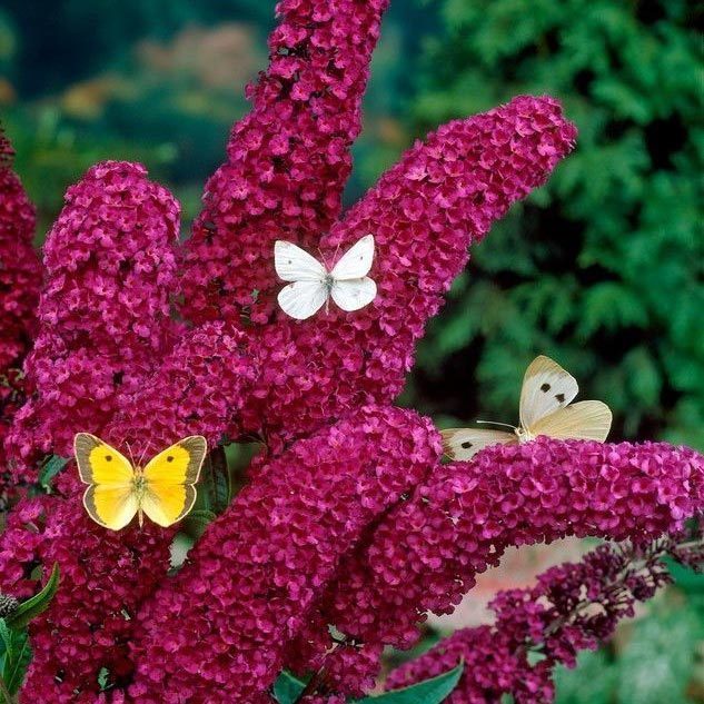 Kırmızı kelebek çalısı buddleja davidii summer bird raspberry