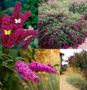 Kırmızı kelebek çalısı buddleja davidii summer bird raspberry