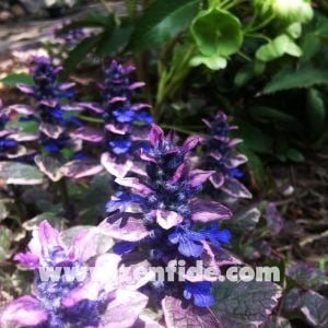 Renkli yapraklı ajuga fidesi burgundy glow