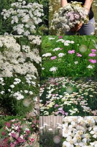 Şifalı beyaz civanperçemi tohumu achillea millefolium white yarrow