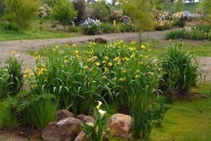 Sarı bayrak süseni iris pseudacorus sucul su irisi