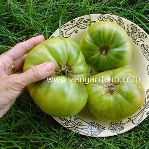 Yeşil alman domatesi tohumu aunt Ruby\'s tomato geleneksel