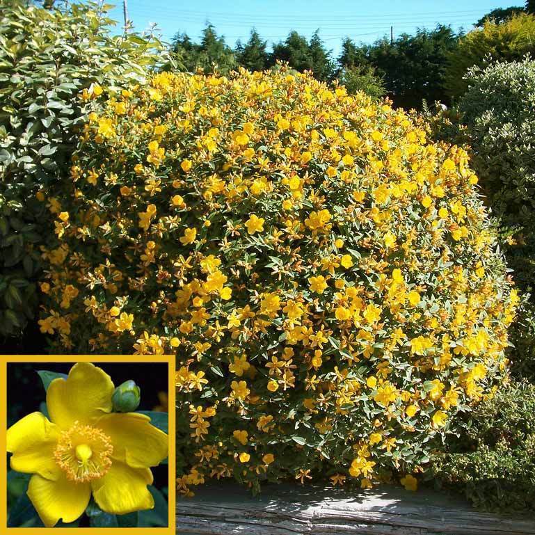 Sarı kantaron bitkisi hypericum patalum hidcote