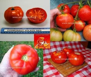 Kozmonot Volkov Ukrayna domatesi tohumu cosmonaut volkov tomato geleneksel