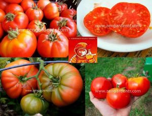 Kozmonot Volkov Ukrayna domatesi tohumu cosmonaut volkov tomato geleneksel