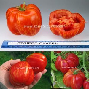 Dolmalık domates tohumu striped cavern tomato geleneksel