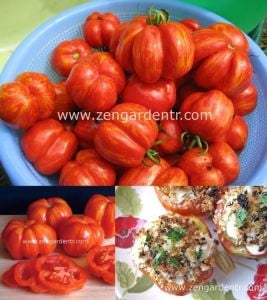 Dolmalık domates tohumu striped cavern tomato geleneksel