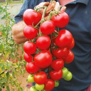 Alicante domates tohumu erkenci geleneksel