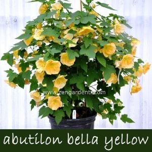 Sarı abutilon çiçeği fidesi abutilon bella