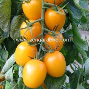 Altın sarı roma domates tohumu golden roma tomato geleneksel