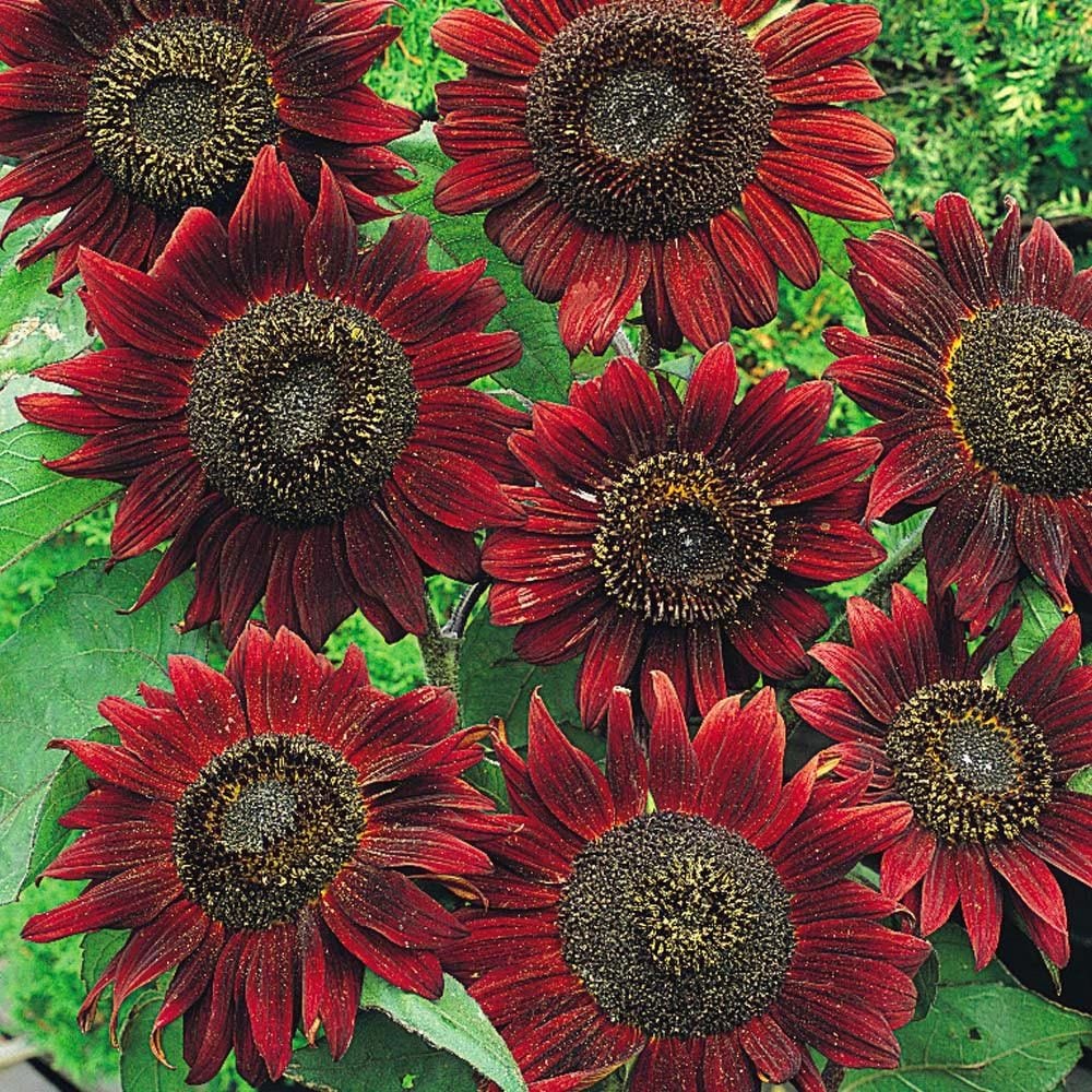 Kırmızı ayçiçeği tohumu velvet queen sunflower helianthus