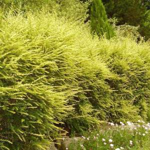 Çalı hanımeli lonicera nitida baggesens gold