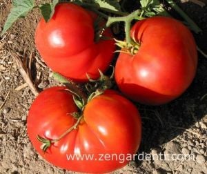 Pantano romanesco domates tohumu geleneksel