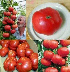 Derviş domatesi tohumu trip L crop domates geleneksel