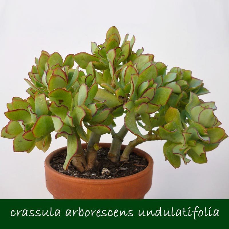 Crassula arborescens undulatifolia kıvırcık para ağacı sukulent