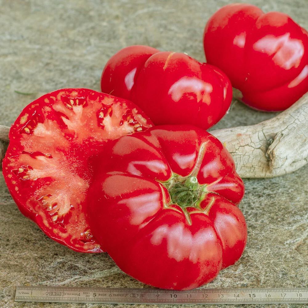 Pembe domates tohumu tiffen mennonite geleneksel ödüllü