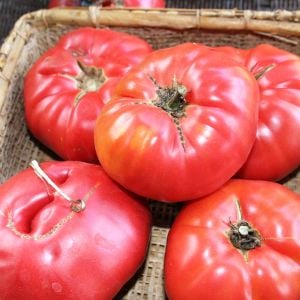 Pembe domates tohumu tiffen mennonite geleneksel ödüllü